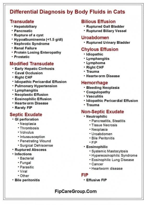 Diagnosing and Testing for FIP – FIP Cats UK